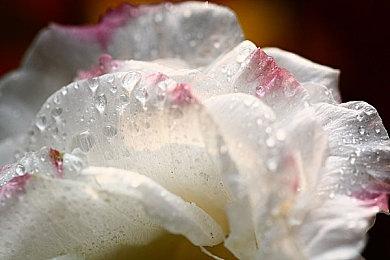 猛男突袭北京，难道是有新任务？